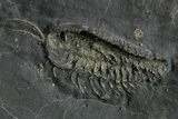 Pyritized Triarthrus Trilobite With Appendages Including Gills #309857-2